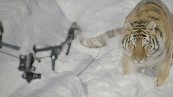 Drone & Tigers - Sputnik International