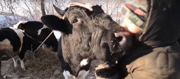 Cows Receive Human Care in Kazan Cows Receive Human Care in Kazan - Sputnik International