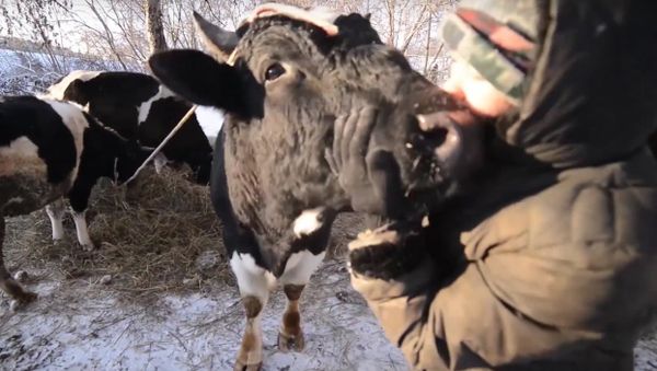 Cows Receive Human Care in Kazan Cows Receive Human Care in Kazan - Sputnik International