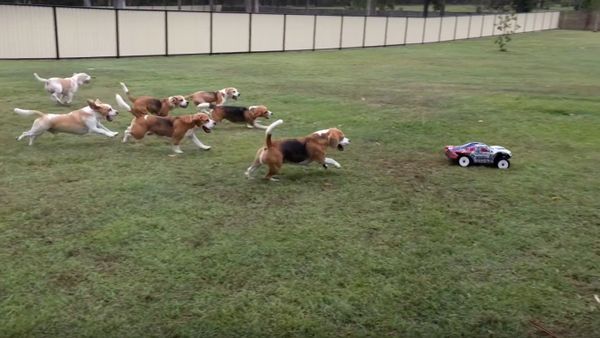 Asalei Beagles afternoon exercise - Sputnik International