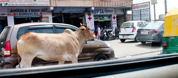 Cow. India Cow. India - Sputnik International