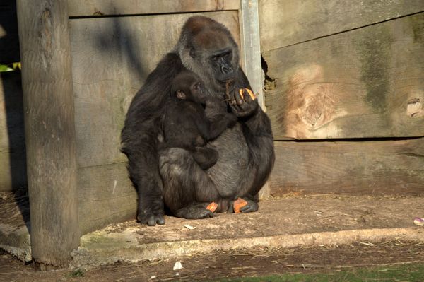 Bristol Zoo baby gorilla  - Sputnik International