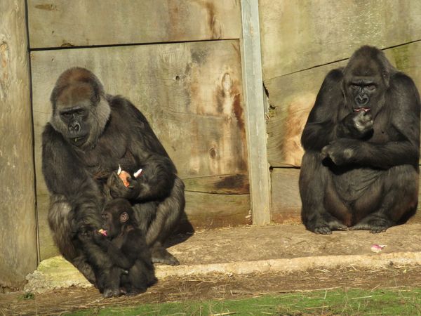 Bristol Zoo baby gorilla - Sputnik International