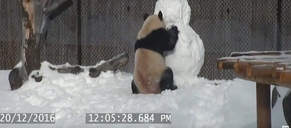 Panda Joins Wintery Fun - Sputnik International