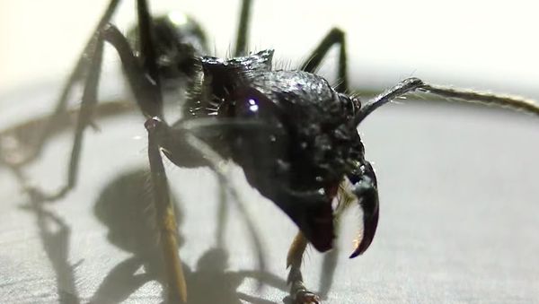 STUNG by a BULLET ANT! - Sputnik International