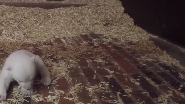 Germany: Polar bear mother and cub are keeping warm for the winter - Sputnik International
