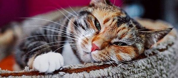 Cat Cat - Sputnik International