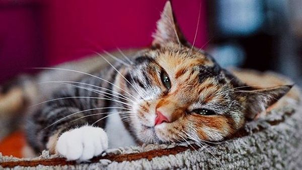 Cat - Sputnik International