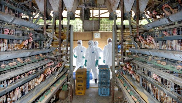 Medical officers in protective suits prepare to round up some of the 25,000 chickens to be slaughtered at a chicken farm in Mitsukaido city, Ibaraki prefecture, 60km northeast of Toyko (File) Medical officers in protective suits prepare to round up some of the 25,000 chickens to be slaughtered at a chicken farm in Mitsukaido city, Ibaraki prefecture, 60km northeast of Toyko (File) - Sputnik International