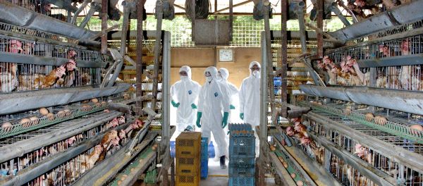 Medical officers in protective suits prepare to round up some of the 25,000 chickens to be slaughtered at a chicken farm in Mitsukaido city, Ibaraki prefecture, 60km northeast of Toyko (File) - Sputnik International