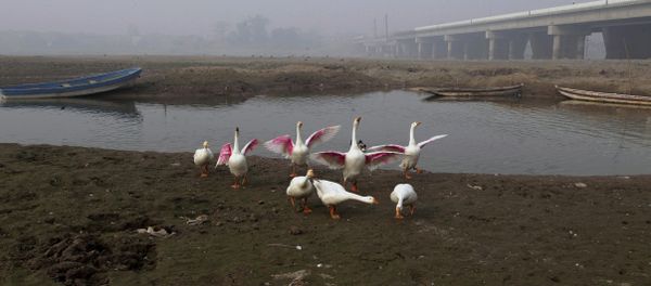 Fowl gather along a backwateer of the Ravi River, in Lahore, Pakistan, Wednesday, Dec. 14, 2016 Fowl gather along a backwateer of the Ravi River, in Lahore, Pakistan, Wednesday, Dec. 14, 2016 - Sputnik International