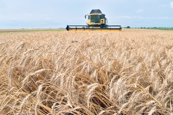 A combine harvester gathers grain from a field in Ukraine (file). A combine harvester gathers grain from a field in Ukraine (file). - Sputnik International