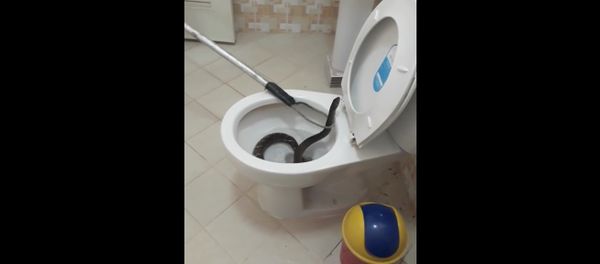 Snake in Toilet Snake in Toilet - Sputnik International