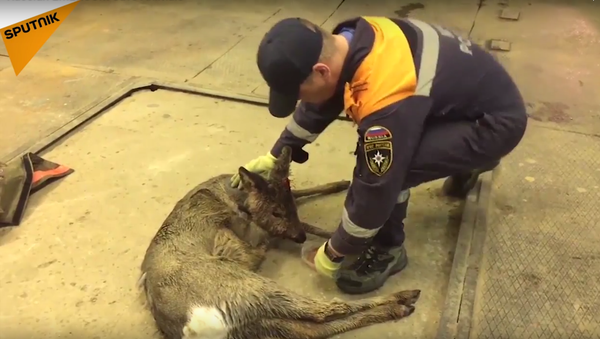 Russian EMERCOM Saves Animals - Sputnik International