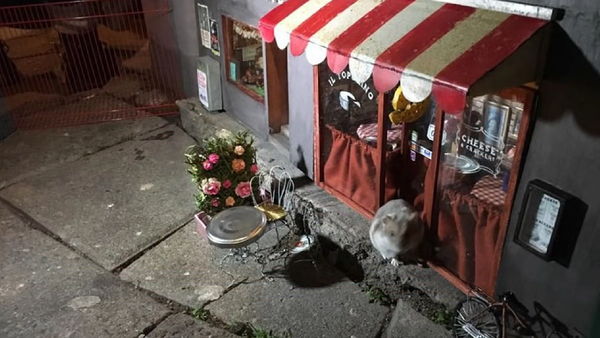 Mouse Restaurant in Malmö - Sputnik International