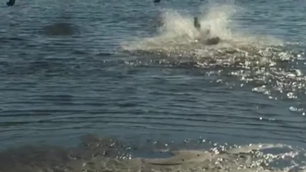 Super Speed Dog George Chasing Geese - Sputnik International