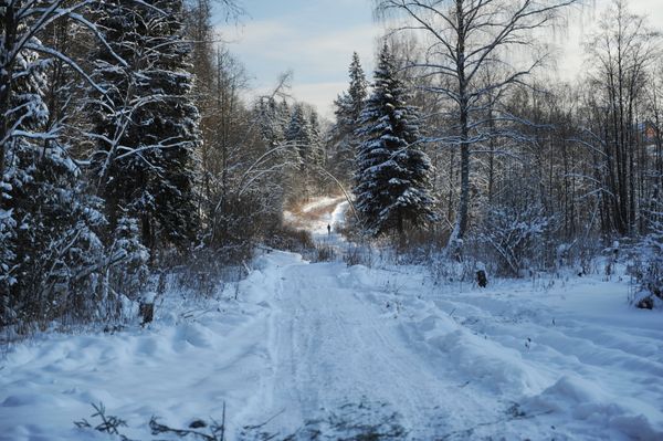 Winter in Moscow suburban forest. (File) - Sputnik International