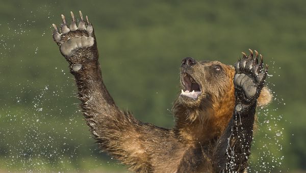 Best Photos of the Wildlife of Russia 2016 Contest - Sputnik International