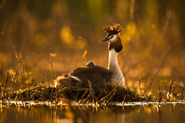 Best Photos of the Wildlife of Russia 2016 Contest - Sputnik International