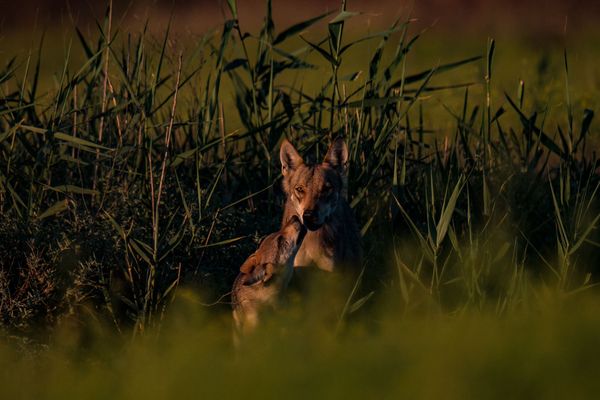 Best Photos of the Wildlife of Russia 2016 Contest - Sputnik International