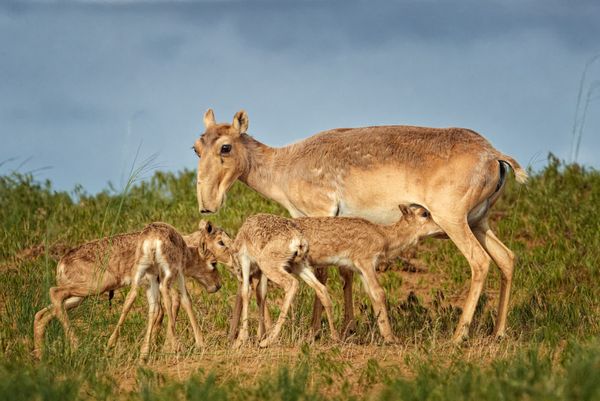 Best Photos of the Wildlife of Russia 2016 Contest - Sputnik International