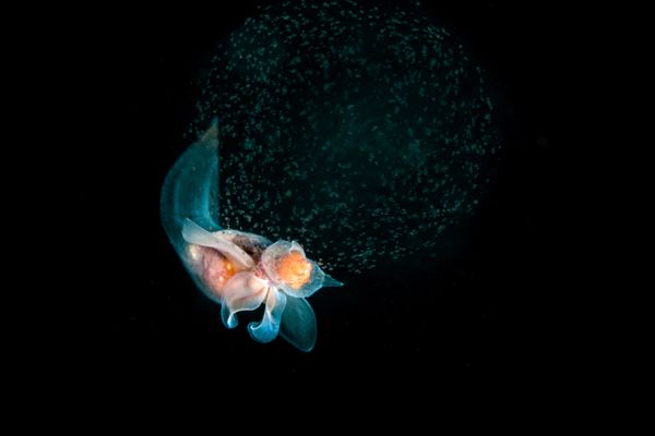 Best Photos of the Wildlife of Russia 2016 Contest - Sputnik International