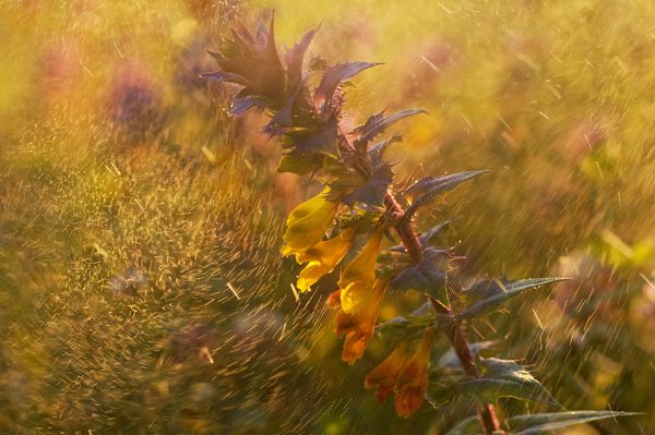 Best Photos of the Wildlife of Russia 2016 Contest - Sputnik International
