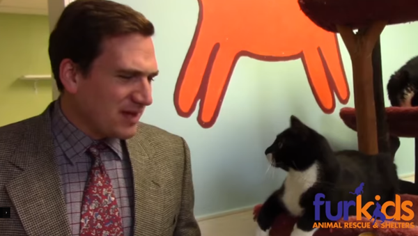 Furkids Kitty Commercial Pulls on Funny Bone - Sputnik International