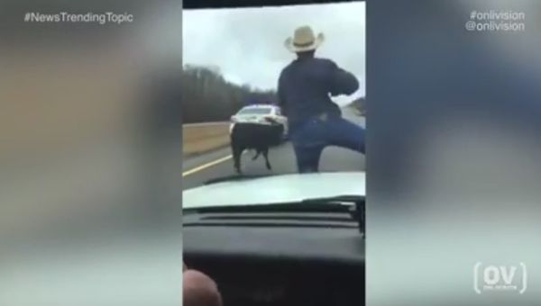 Wild West! Tennessee sheriff cowboy lassoes runaway calf from police car. Viral video - Sputnik International