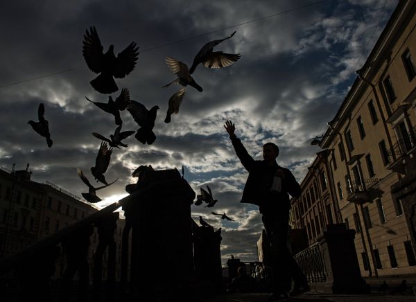A young man feeds pigeons at the Griboyedov Canal in St. Petersburg - Sputnik International