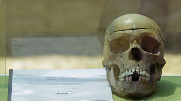 A skull from Germany on display in the city of Windhoek, Namibia, Tuesday, Oct 4, 2011. Hundreds of Namibians welcomed home the skulls of ancestors taken to Germany for racist experiments more than a century ago. The skulls are testimony to the horrors of colonialism and German cruelty against our people, Prime Minister Nahas Angula said at an airport ceremony, The Namibian nation accepts these mortal remains as a symbolic closure of a tragic chapter. - Sputnik International