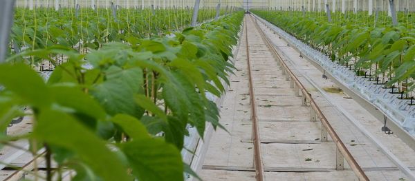 Dutch Pepper Grower: Russia Was a Growing Market Dutch Pepper Grower: Russia Was a Growing Market - Sputnik International