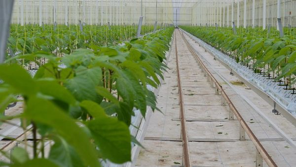 Dutch Pepper Grower: Russia Was a Growing Market - Sputnik International