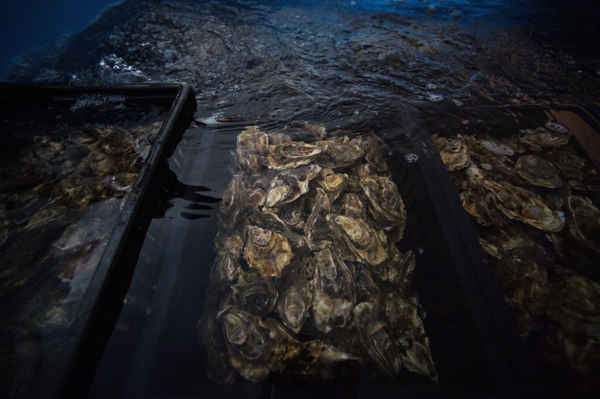 EU Ban on UK Shellfish Exports 'Punishment for Daring to Become a Nation-State', Minister Says EU Ban on UK Shellfish Exports 'Punishment for Daring to Become a Nation-State', Minister Says - Sputnik International, 1920, 14.02.2021