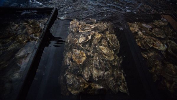Oysters - Sputnik International