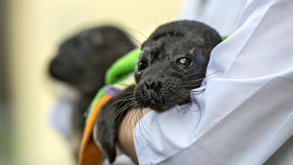 Seal cub - Sputnik International