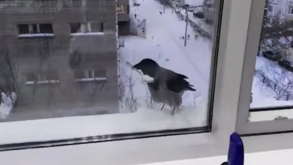 Crow steals a spoon - Sputnik International
