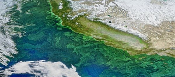 Blooming plankton Blooming plankton - Sputnik International