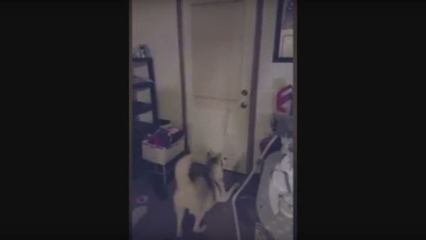 Honey, I’m Home: Dog Tackles Owner - Sputnik International