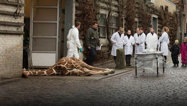 Giraffe Copenhagen - Sputnik International