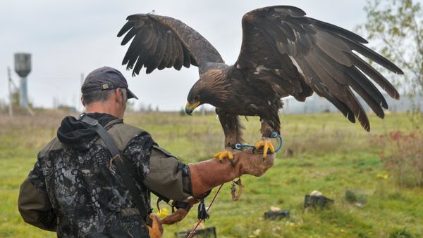 A staff member with a golden eagle at a raptor nursery in the Galichya Gora nature reserve, Lipetsk region A staff member with a golden eagle at a raptor nursery in the Galichya Gora nature reserve, Lipetsk region - Sputnik International
