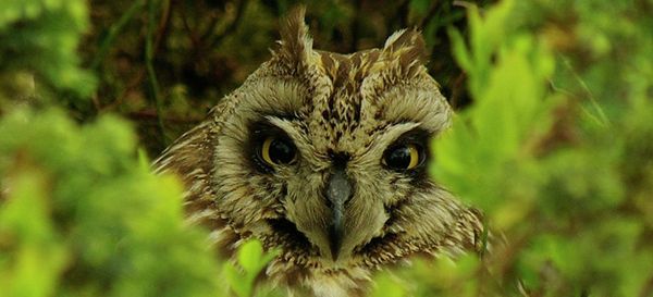 Pechora-Ilych Nature Reserve - Sputnik International
