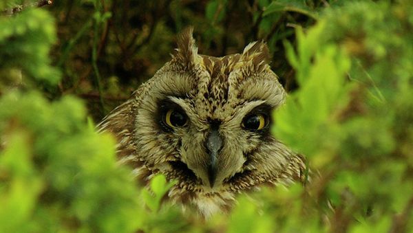 Pechora-Ilych Nature Reserve - Sputnik International