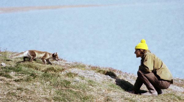 Biologist monitoring polar fox in the Wrangel Island reserve Biologist monitoring polar fox in the Wrangel Island reserve - Sputnik International