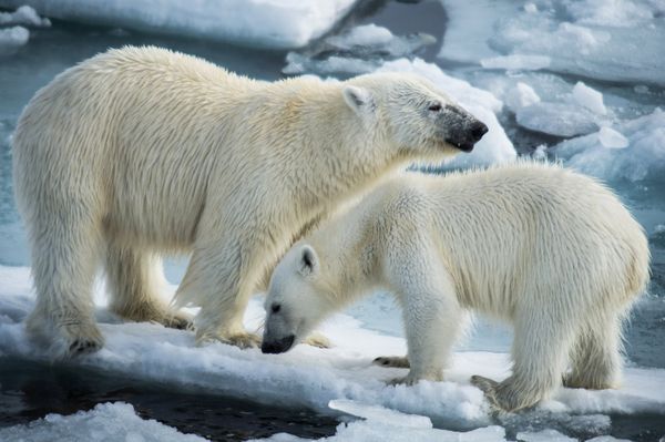 Polar bears Polar bears - Sputnik International