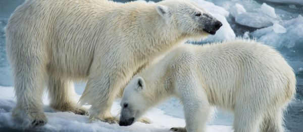 Polar bears Polar bears - Sputnik International