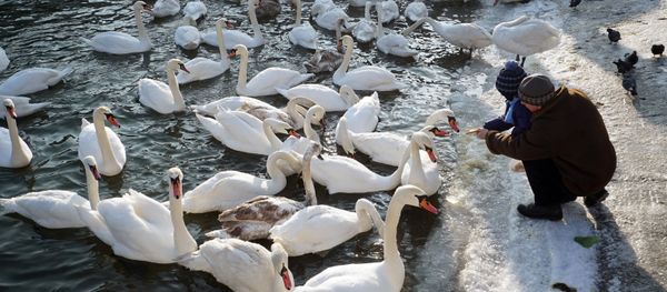 Swans Swans - Sputnik International