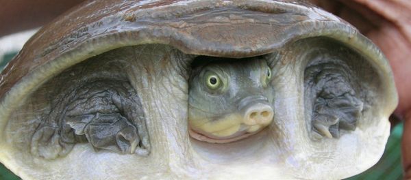 Indian flapshell turtle Indian flapshell turtle - Sputnik International