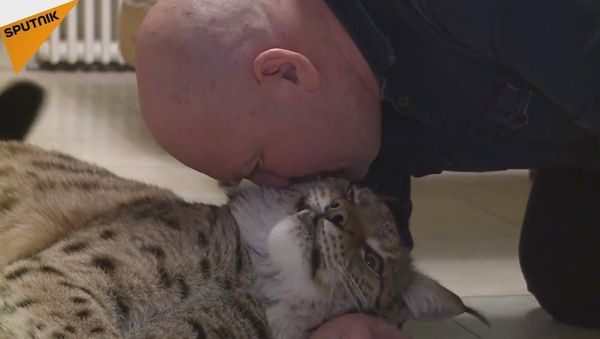 Moscow Man Keeps A Lynx In His Flat - Sputnik International