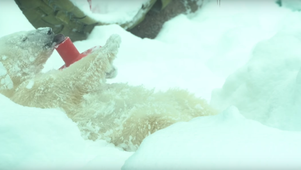 Making Snow Angels… Zoo Style - Sputnik International